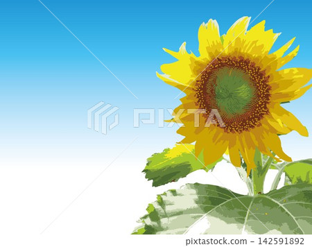 向日葵,夏季,植物,白色背景,仲夏,黃色,留白,葉子,自然,夏季圖片,白色 向日葵,夏季,植物,白色背景,仲夏,黃色,留白,葉子,自然,夏季圖片,白色 142591892