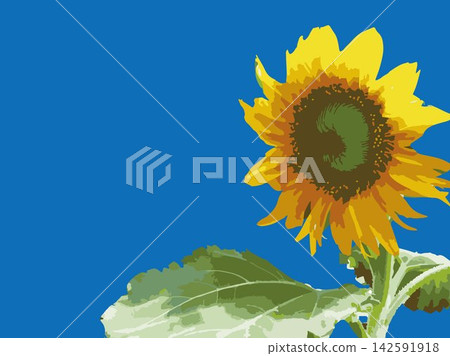 Sunflower, summer, plant, white background, midsummer, yellow, copy space, leaves, nature, summer image, white 142591918