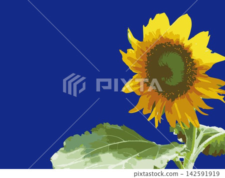 Sunflower, summer, plant, white background, midsummer, yellow, copy space, leaves, nature, summer image, white Sunflower, summer, plant, white background, midsummer, yellow, copy space, leaves, nature, summer image, white 142591919