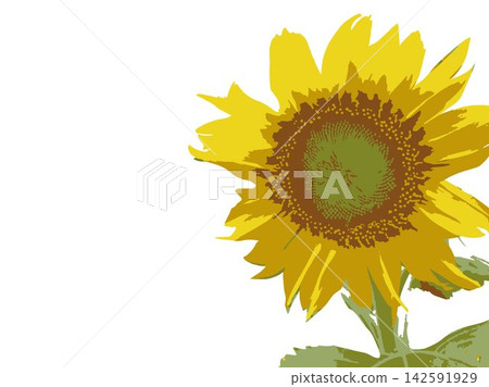 Sunflower, summer, plant, white background, midsummer, yellow, copy space, leaves, nature, summer image, white Sunflower, summer, plant, white background, midsummer, yellow, copy space, leaves, nature, summer image, white 142591929