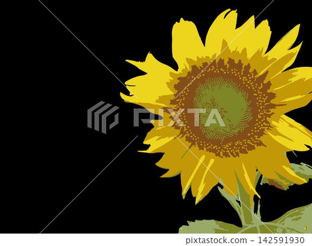 Sunflower, summer, plant, white background, midsummer, yellow, copy space, leaves, nature, summer image, white Sunflower, summer, plant, white background, midsummer, yellow, copy space, leaves, nature, summer image, white 142591930