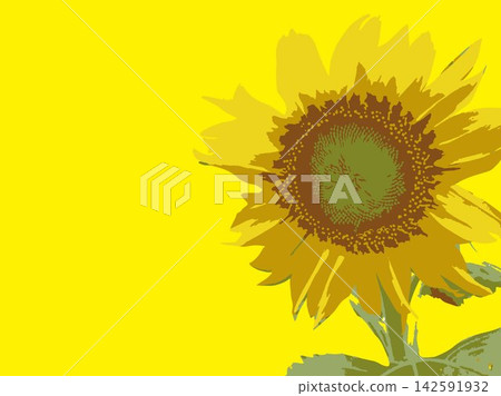 向日葵，夏季，植物，白色背景，仲夏，黃色，留白，葉子，自然，夏季圖片，白色 142591932