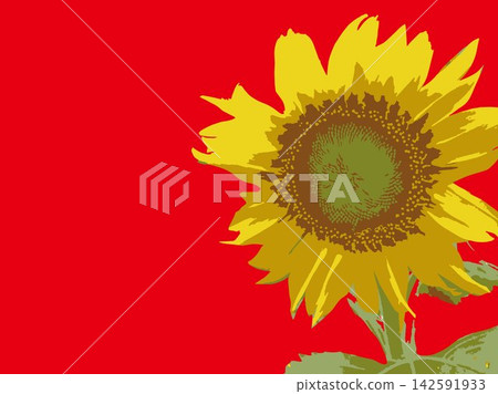 向日葵，夏季，植物，白色背景，仲夏，黃色，留白，葉子，自然，夏季圖片，白色 142591933