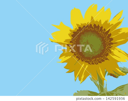 向日葵,夏季,植物,白色背景,仲夏,黃色,留白,葉子,自然,夏季圖片,白色 向日葵,夏季,植物,白色背景,仲夏,黃色,留白,葉子,自然,夏季圖片,白色 142591936