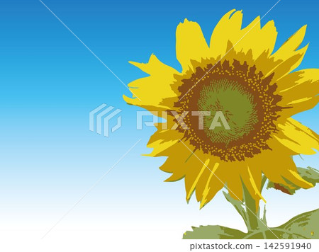 Sunflower, summer, plant, white background, midsummer, yellow, copy space, leaves, nature, summer image, white Sunflower, summer, plant, white background, midsummer, yellow, copy space, leaves, nature, summer image, white 142591940