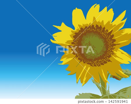 Sunflower, summer, plant, white background, midsummer, yellow, copy space, leaves, nature, summer image, white Sunflower, summer, plant, white background, midsummer, yellow, copy space, leaves, nature, summer image, white 142591941