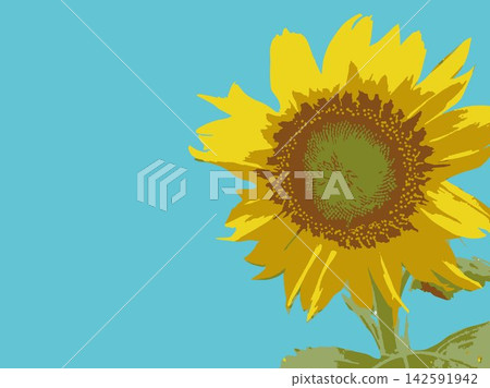 Sunflower, summer, plant, white background, midsummer, yellow, copy space, leaves, nature, summer image, white Sunflower, summer, plant, white background, midsummer, yellow, copy space, leaves, nature, summer image, white 142591942