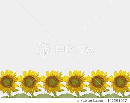 向日葵,夏季,植物,白色背景,仲夏,黃色,留白,葉子,自然,夏季圖片,白色 向日葵,夏季,植物,白色背景,仲夏,黃色,留白,葉子,自然,夏季圖片,白色 142591957
