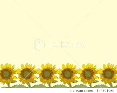 向日葵,夏季,植物,白色背景,仲夏,黃色,留白,葉子,自然,夏季圖片,白色 向日葵,夏季,植物,白色背景,仲夏,黃色,留白,葉子,自然,夏季圖片,白色 142591960