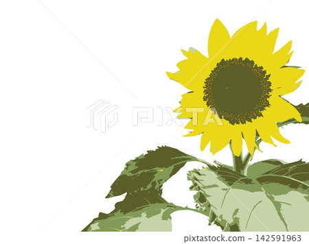 Sunflower, summer, plant, white background, midsummer, yellow, copy space, leaves, nature, summer image, white Sunflower, summer, plant, white background, midsummer, yellow, copy space, leaves, nature, summer image, white 142591963