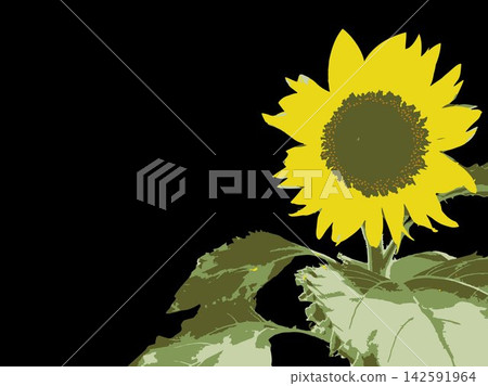Sunflower, summer, plant, white background, midsummer, yellow, copy space, leaves, nature, summer image, white Sunflower, summer, plant, white background, midsummer, yellow, copy space, leaves, nature, summer image, white 142591964
