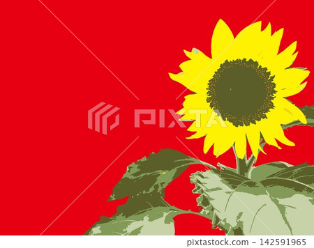 Sunflower, summer, plant, white background, midsummer, yellow, copy space, leaves, nature, summer image, white Sunflower, summer, plant, white background, midsummer, yellow, copy space, leaves, nature, summer image, white 142591965