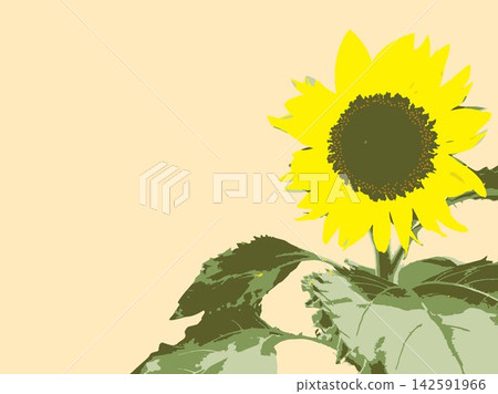 Sunflower, summer, plant, white background, midsummer, yellow, copy space, leaves, nature, summer image, white Sunflower, summer, plant, white background, midsummer, yellow, copy space, leaves, nature, summer image, white 142591966