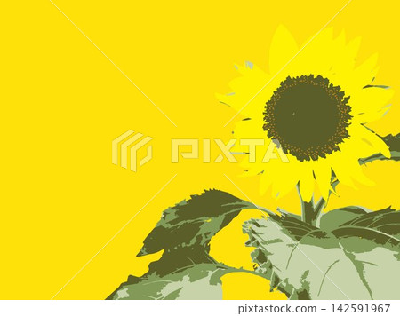 向日葵,夏季,植物,白色背景,仲夏,黃色,留白,葉子,自然,夏季圖片,白色 向日葵,夏季,植物,白色背景,仲夏,黃色,留白,葉子,自然,夏季圖片,白色 142591967