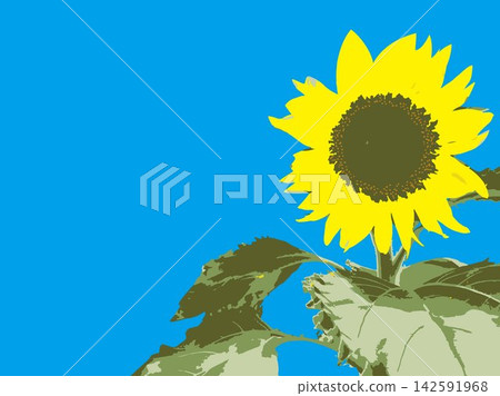 向日葵，夏季，植物，白色背景，仲夏，黃色，留白，葉子，自然，夏季圖片，白色 142591968
