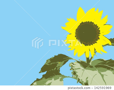 向日葵,夏季,植物,白色背景,仲夏,黃色,留白,葉子,自然,夏季圖片,白色 向日葵,夏季,植物,白色背景,仲夏,黃色,留白,葉子,自然,夏季圖片,白色 142591969