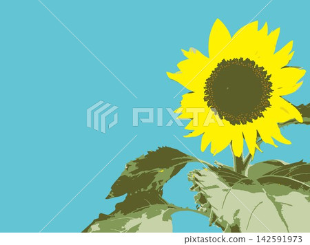 向日葵，夏季，植物，白色背景，仲夏，黃色，留白，葉子，自然，夏季圖片，白色 142591973