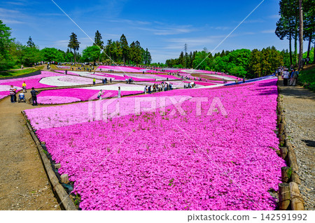 Chichibu City, Hitsujiyama Park, foot of Mount Buko, Shibazakura Hill in Spring Chichibu City, Hitsujiyama Park, foot of Mount Buko, Shibazakura Hill in Spring 142591992