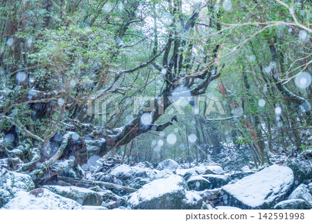 Snow is falling in Shiratani Unsuikyo Gorge, Yakushima (winter) Snow is falling in Shiratani Unsuikyo Gorge, Yakushima (winter) 142591998