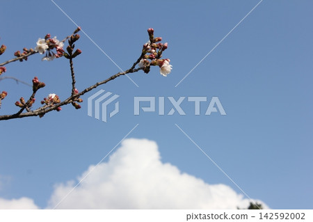 Cherry blossom buds and clouds 2 Cherry blossom buds and clouds 2 142592002