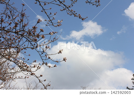 櫻花苞和雲朵 櫻花苞和雲朵 142592003