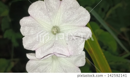 Beautiful White Morning Glory Flower in Natural Setting Beautiful White Morning Glory Flower in Natural Setting 142592141
