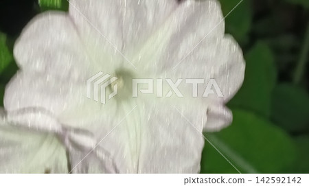 White Morning Glory Bloom Against Green Leaves White Morning Glory Bloom Against Green Leaves 142592142