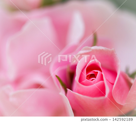 Pink rose bud slowly opening, showing its delicate petals in a beautiful spiral. Capturing natural beauty and the concept of new beginnings Pink rose bud slowly opening, showing its delicate petals in a beautiful spiral. Capturing natural beauty and the concept of new beginnings 142592189