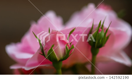 Rose buds developing, revealing soft pink petals and fresh green sepals, symbolizing growth, new beginnings, and natural beauty Rose buds developing, revealing soft pink petals and fresh green sepals, symbolizing growth, new beginnings, and natural beauty 142592190