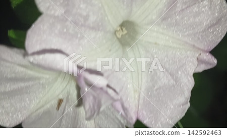 Extreme Close-Up of Insect on White Flower Petal Extreme Close-Up of Insect on White Flower Petal 142592463
