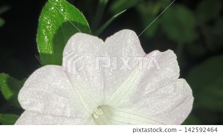 Close-Up View of Bug on Morning Glory Blossom Close-Up View of Bug on Morning Glory Blossom 142592464