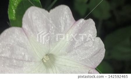 Extreme Macro View of Morning Glory and Tiny Insect Extreme Macro View of Morning Glory and Tiny Insect 142592465