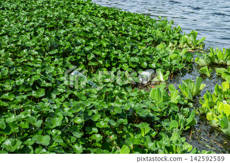 River debris such as plastic bottles scattered among aquatic plants. River debris such as plastic bottles scattered among aquatic plants. 142592589
