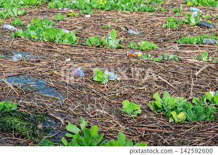 River debris such as plastic bottles scattered among aquatic plants. River debris such as plastic bottles scattered among aquatic plants. 142592600