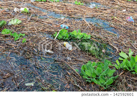 River debris such as plastic bottles scattered among aquatic plants. River debris such as plastic bottles scattered among aquatic plants. 142592601