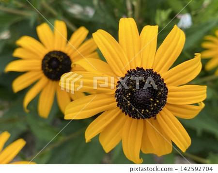 花 花 142592704