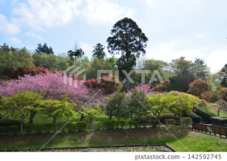 靜峰故鄉公園雙重櫻花祭 #7 靜峰故鄉公園雙重櫻花祭 #7 142592745