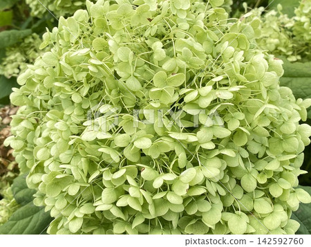 花 花 142592760