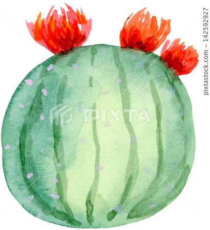 Watercolor Round Cactus with 3 Red Flowers Hand Painted Watercolor Round Cactus with 3 Red Flowers Hand Painted 142592927