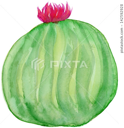 Watercolor Round Cactus with Pink Flower Hand Painted Watercolor Round Cactus with Pink Flower Hand Painted 142592928