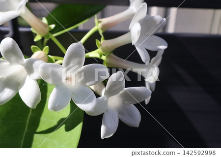 Madagascar jasmine white flower Madagascar jasmine white flower 142592998