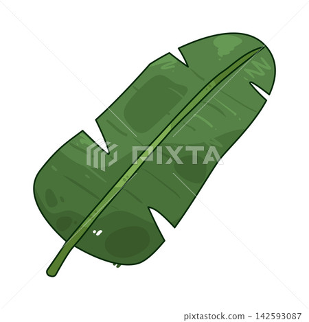 Illustration of banana leaf Illustration of banana leaf 142593087