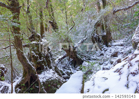 Yakushima Shiratani Unsuikyo Gorge: The extremely cold forest (winter) Yakushima Shiratani Unsuikyo Gorge: The extremely cold forest (winter) 142593143