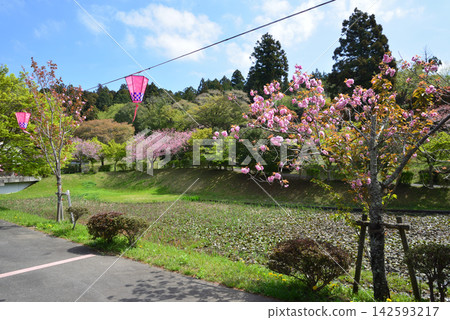 靜峰故鄉公園雙重櫻花祭 #11 靜峰故鄉公園雙重櫻花祭 #11 142593217