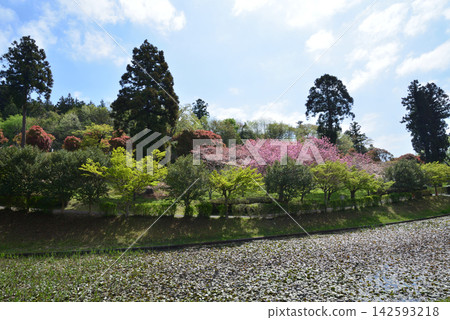 Shizumine Furusato Park Double Cherry Blossom Festival #12 Shizumine Furusato Park Double Cherry Blossom Festival #12 142593218