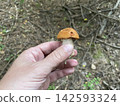 Fresh edible boletus mushrooms in forest 142593324