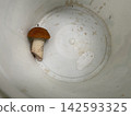 Fresh edible boletus mushrooms in forest 142593325