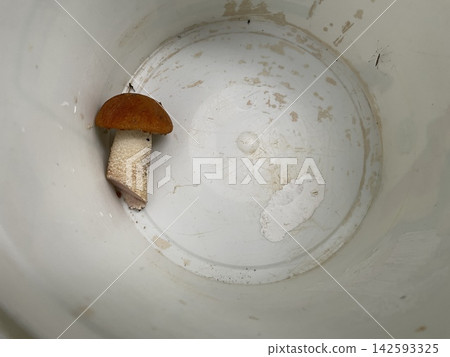 Fresh edible boletus mushrooms in forest Fresh edible boletus mushrooms in forest 142593325
