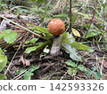 Fresh edible boletus mushrooms in forest 142593326