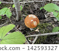 Fresh edible boletus mushrooms in forest 142593327